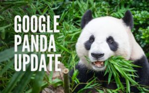 Webdesign Krefeld Glossar Panda Update